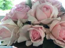Rose -  'Emmelie de Forest'™ - Plant'n' Relax®